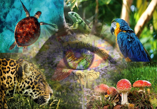 Domina el arte de leer la naturaleza
