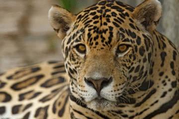 biodiversidad de la fauna en México