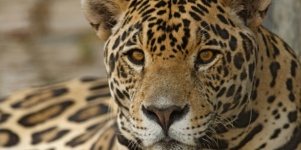 biodiversidad de la fauna en México