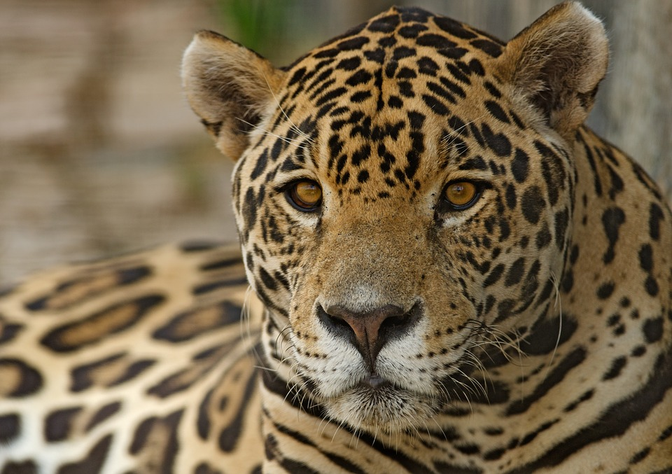 Biodiversidad de la fauna en México
